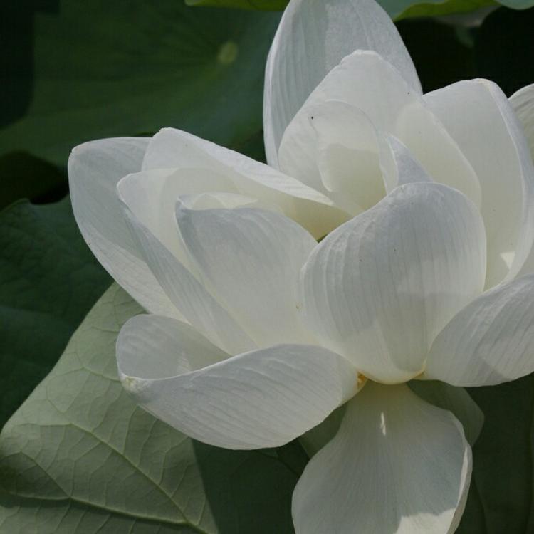 濑田宗次郎（身份：十刃最强、“天剑”、微笑的修罗） - 欧美电影中字在线观看 - 网络观影